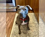 Small #1 Staffordshire Bull Terrier Mix