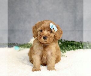 Cavapoo Puppy for sale in BIRD IN HAND, PA, USA