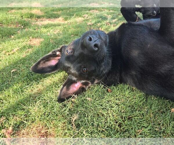 Medium Photo #4 Labrador Retriever-Unknown Mix Puppy For Sale in Clovis, CA, USA