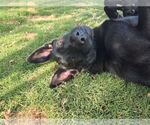 Small #3 Labrador Retriever Mix