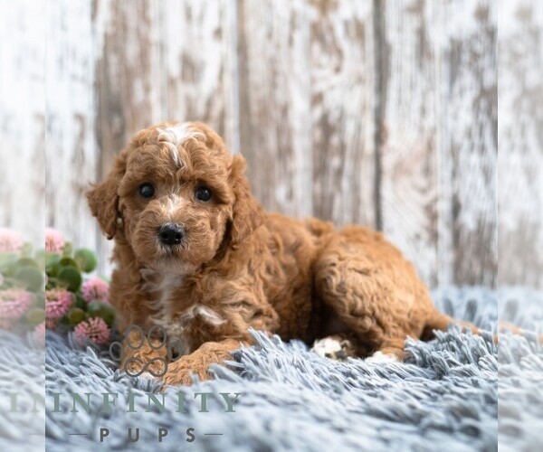 Medium Photo #3 Goldendoodle (Miniature) Puppy For Sale in SUNBURY, PA, USA