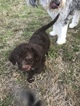 Small Photo #10 Aussiedoodle-Poodle (Standard) Mix Puppy For Sale in ENTERPRISE, AL, USA