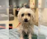 Small #4 Maltese Mix