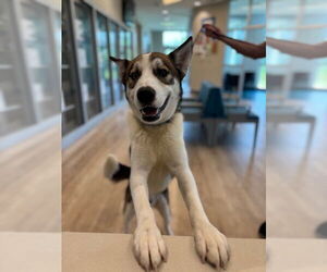 Siberian Husky-Unknown Mix Dogs for adoption in Pearland, TX, USA