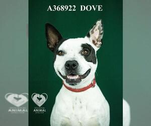 Mutt Dogs for adoption in Stockton, CA, USA