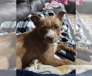 Mutt Dogs for adoption in Dallas, TX, USA