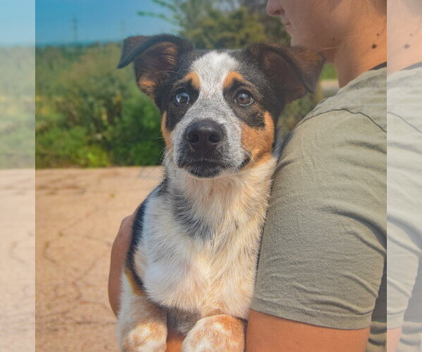 Medium Photo #3 Beagle-Red Heeler Mix Puppy For Sale in Huntley, IL, USA