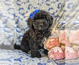 Bichpoo-Poodle (Miniature) Mix Puppy for sale in LINCOLN UNIV, PA, USA