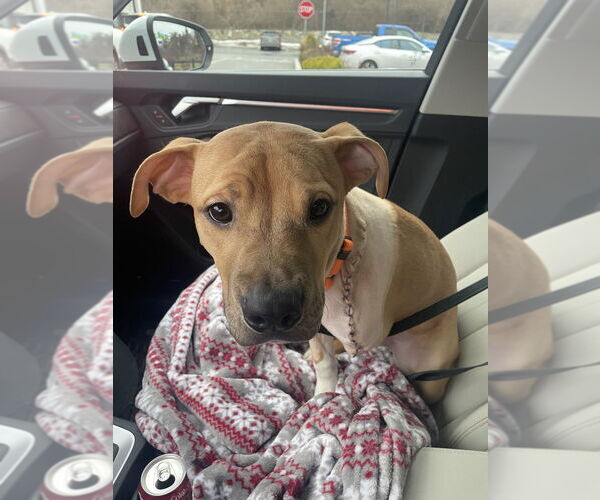 Medium Photo #4 American Pit Bull Terrier-Labrador Retriever Mix Puppy For Sale in Brewster, NY, USA