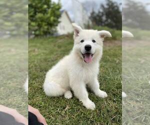 Swiss Shepherd Puppy for sale in BROOKSVILLE, FL, USA
