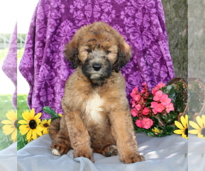 Saint Berdoodle Puppy for sale in KIRKWOOD, PA, USA
