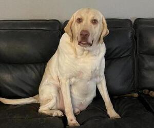 Father of the Labrador Retriever puppies born on 06/24/2023