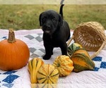Small Photo #1 Poodle (Standard)-Unknown Mix Puppy For Sale in MOUNT JULIET, TN, USA