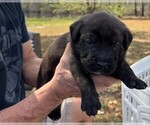 Small Photo #11 Rotticorso Puppy For Sale in REEVESVILLE, SC, USA