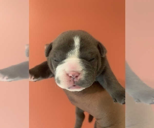 Medium Photo #5 American Bully Puppy For Sale in COLLEGE PARK, MD, USA