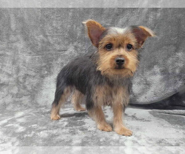 Medium Photo #2 Mutt Puppy For Sale in Lincolnwood, IL, USA