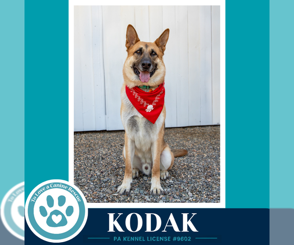 Medium Photo #15 German Shepherd Dog Puppy For Sale in Kimberton, PA, USA