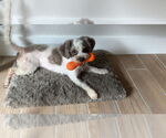Small #5 Shih Tzu Mix