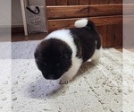 Small Photo #3 Akita Puppy For Sale in STRAFFORD, MO, USA