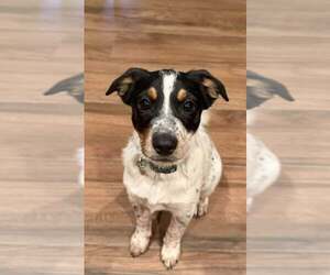 Jack Russell Terrier-Unknown Mix Dogs for adoption in Cave Creek, AZ, USA