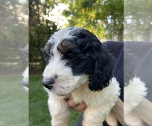 Miniature Bernedoodle Puppy for sale in HOLLY SPRINGS, NC, USA