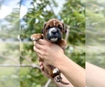 Puppy Puppy 4 Cocker-Pei