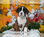 Puppy Mariah Boxer
