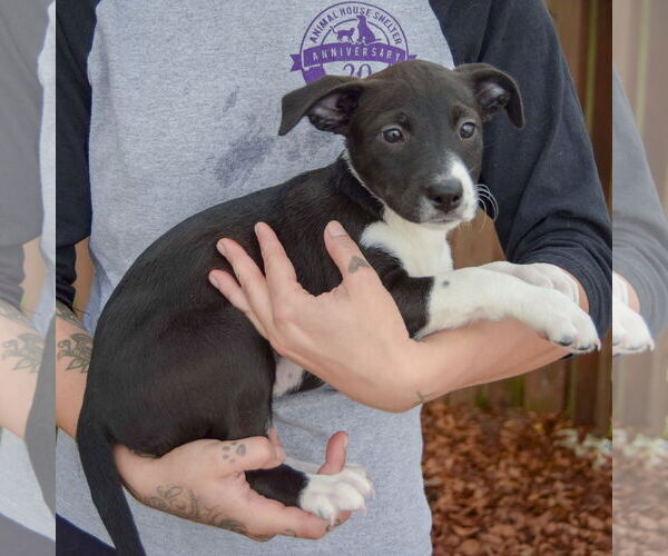 Medium Photo #2 Australian Shepherd-Unknown Mix Puppy For Sale in Huntley, IL, USA