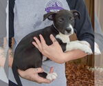 Small #1 Australian Shepherd Mix