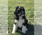 Small Photo #3 Bernedoodle Puppy For Sale in BOWLING GREEN, KY, USA