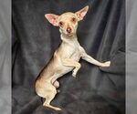 Small #2 Chihuahua