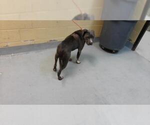 Mutt Dogs for adoption in Tulsa, OK, USA