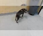 RALPH - Male Mutt Dog for Adoption - Small photo