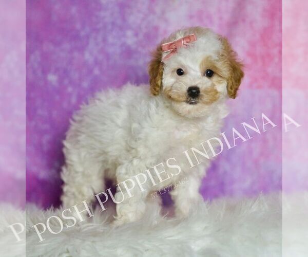 Medium Photo #61 Poodle (Toy) Puppy For Sale in WARSAW, IN, USA