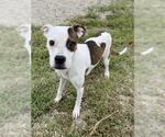 MIDGE - Female Mutt Dog for Adoption - Small photo