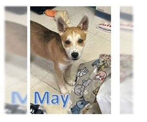 Huskies -Shiba Inu Mix Dogs for adoption in Sheboygan, WI, USA