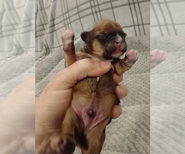 Medium Photo #6 Puggle-Shih Tzu Mix Puppy For Sale in NEW YORK MILLS, MN, USA