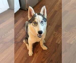 Siberian Husky Dogs for adoption in Carrollton, TX, USA