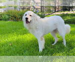 Small #9 Great Pyrenees