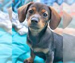 Small #4 Chiweenie