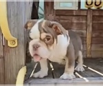 Small #5 English Bulldog