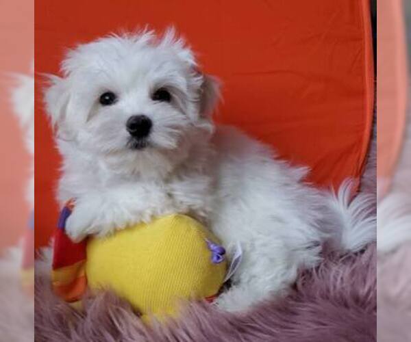 Medium Photo #6 Maltese Puppy For Sale in PISCATAWAY, NJ, USA