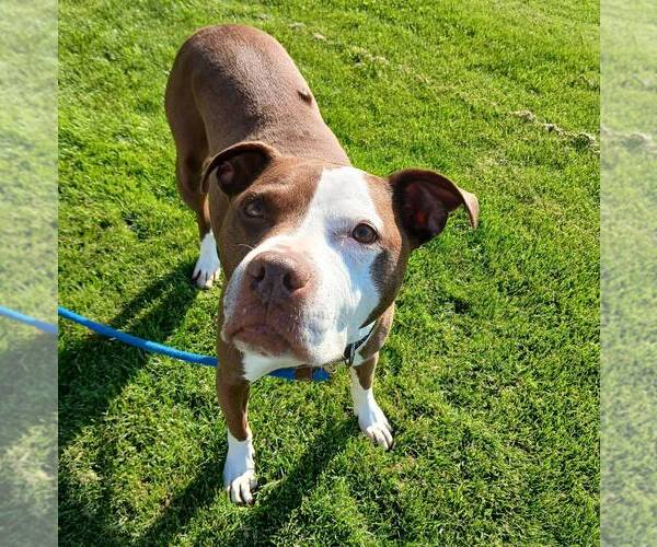Medium Photo #2 American Pit Bull Terrier Puppy For Sale in St. Cloud, MN, USA