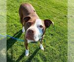 Small #1 American Pit Bull Terrier