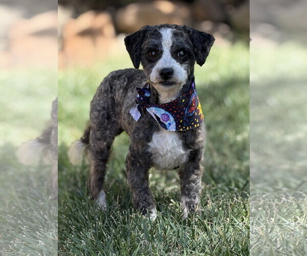 Medium Photo #2 Poodle (Toy)-Unknown Mix Puppy For Sale in Pittsburg, CA, USA