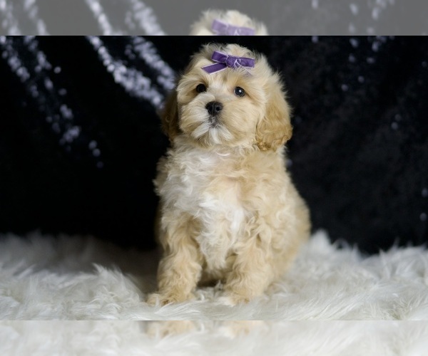 Medium Photo #2 Maltipoo Puppy For Sale in WARSAW, IN, USA