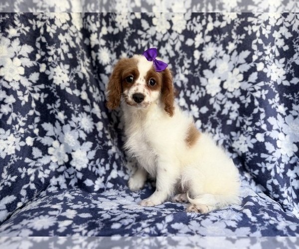 Medium Photo #3 Cavapoo Puppy For Sale in LAKELAND, FL, USA