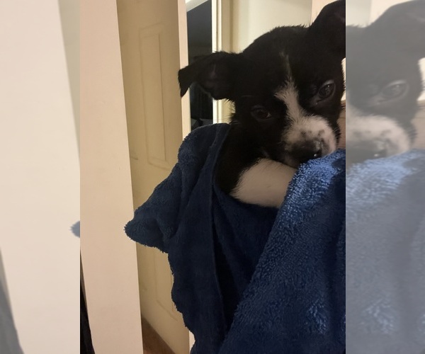 Medium Photo #7 Boston Terrier Puppy For Sale in BURLINGTON TOWNSHIP, NJ, USA