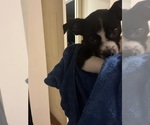 Small #6 Boston Terrier