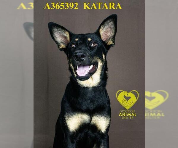 Medium Photo #2 German Shepherd Dog Puppy For Sale in Stockton, CA, USA